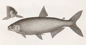 Fische: Le Characin