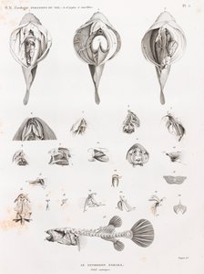 Fische: Tetrodon, Anatomie von Unbekannt