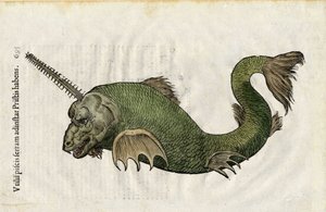 Sägefisch (Pristis) in Ulyssis Aldrouandi... De piscibus libri V et de cetis lib. vnus/Ioannes Cornelius Vteruerius... collegit; Marc. Antonius Bernia in lucem restituit..., behandelt die Naturgeschichte von Ulisse Aldrovandi (1522-1605). Bologna