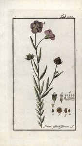 Leinsamen (Linum usitatissimum). Lithographie aus „Afbeelding der Artseny-Gewassen“ von Johannes Zorn (1739-1799), Niederlande von Unbekannter Künstler