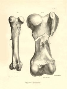 Fossile Knochen (Femur) des ausgestorbenen prähistorischen Tieres Macrauchenia beschrieben von Charles Darwin während seiner Expedition an Bord der Beagle. Tafel aus „The Zoology of the voyage of H.M.S. Beagle under the command of Captain Fitzroy during th
