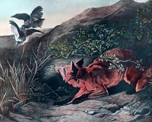 Fuchs