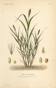 Hirse oder Italienische Hirse, Setaria italica