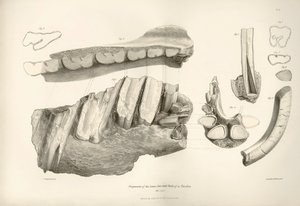 Fragment von Kiefer und Zähnen von Toxodon, einem prähistorischen Tier, gefunden von Charles Darwin in der Nähe von Montevideo, Uruguay während seiner Erkundungsreise an Bord der Beagle. Zoologie der Reise der H.M.S. Beagle unter dem Kommando von Kapitän F