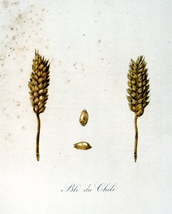 Französische Illustration von Ähren aus dem 19. Jahrhundert von Unbekannter Künstler