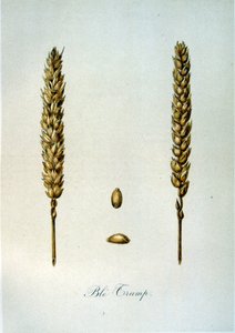 Französische Illustration von Ähren aus dem 19. Jahrhundert von Unbekannter Künstler