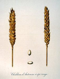 Französische Illustration von Ähren aus dem 19. Jahrhundert von Unbekannter Künstler