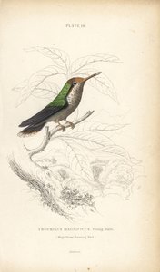 Fransen-Kokette, Lophornis magnificus, junger Männchen (Prächtiger Kolibri, Trochilus magnificus). Handkolorierter Stahlstich von William Lizars aus Sir William Jardines Naturalist