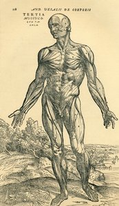 Vorderseite des männlichen Körpers, eine anatomische Studie ursprünglich veröffentlicht in De Humani Corporis Fabrica Libri Septem von Andreas Vesalius, veröffentlicht in Basel