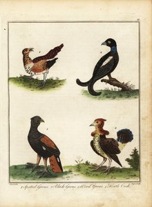 Wildvögel: Auerhuhn, Birkhuhn, Waldhuhn, Moorhuhn 1792