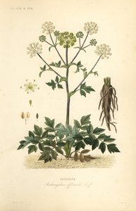 Engelwurz, Angelica archangelica von Unbekannt