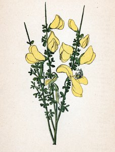 Genet ein Besen (Cytisus scoparius) Botanische Tafel aus „Atlas colorie des plantes medicinales“ von Paul Hariot