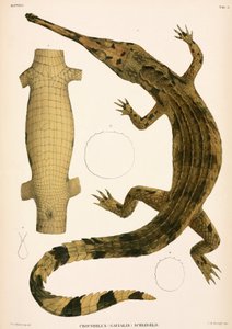 Gangesgavial, Indonesien