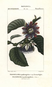 Riesen-Granadilla