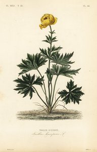 Trollblume von Unbekannt