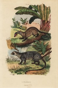 Goldene Palmenzibetkatze, Paradoxurus zeylonensis 1 und Asiatische Palmenzibetkatze, Paradoxurus hermaphroditus 2