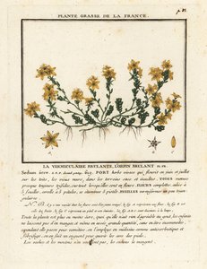 Scharfer Mauerpfeffer, Sedum acre