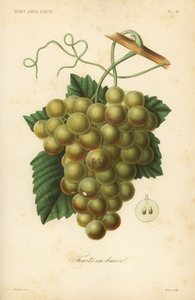 Trauben