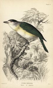 Grünrücken-Becard, Pachyramphus viridis (Cuviers Schnabel, Pachyrhynchus cuvierii). Handkolorierter Stahlstich von William Lizars nach einer Illustration von William Swainson aus Sir William Jardine