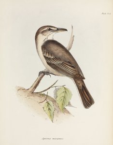 Graubauchiger Tyrann, ca. 1832-1836 von Unbekannt