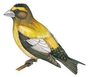 Abendkernbeißer (Coccothraustes vespertinus) von Unbekannter Künstler