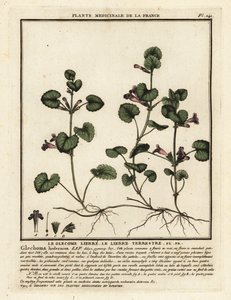 Gundermann, Glechoma hederacea