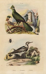Guineaturako und Wendehals