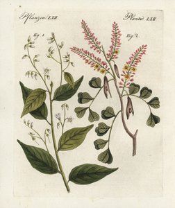 Gummibenjaminbaum, Styrax benzoin und Blauholz, Haematoxylon campechianum. Handkolorierte Kupferstichgravur aus Bertuchs „Bilderbuch für Kinder“, Weimar