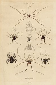 Weberknechte, Opiliones-Arten