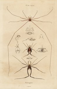 Weberknechte, Opiliones-Arten