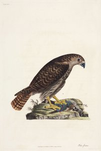Falke von Unbekannter Künstler