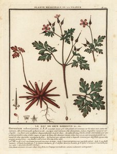 Stinkender Storchschnabel, Geranium robertianum von Unbekannter Künstler