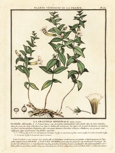 Gnadenkraut, Gratiola officinalis von Unbekannter Künstler
