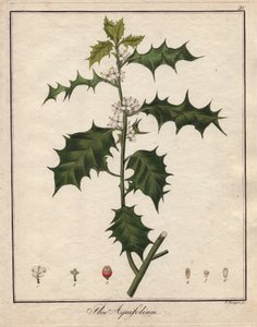 Stechpalme. Farbige Kupferstich, in Botanique Medicinale (veröffentlicht in Berlin, Deutschland) von Unbekannter Künstler