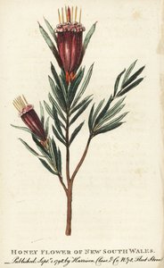 Honigblume aus New South Wales, Australien. Handkolorierter Kupferstich aus 