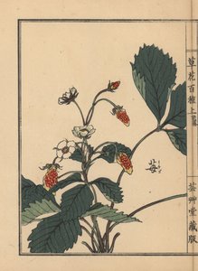 Ichigo oder Erdbeere, Fragaria ananassa. Handkolorierter Holzschnitt von Kono Bairei aus Kusa Bana Hyakushu (Hundert Blumenarten)
