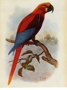 Illustration/Ara grossei/Jamaika-Papagei