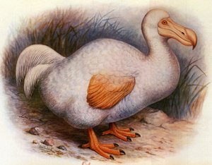 Illustration/Didus solitarius/Weißer Dodo von der Réunion/Solitär