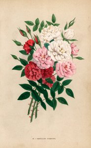 Indische Knopfrosen, Bengalische Pompons, Rosa chinensis Hybriden. Chromolithographie gezeichnet und lithographiert nach der Natur von F. Grobon aus Hippolyte Jamain und Eugene Forneys Les Roses, Paris, J. Rothschild von Unbekannter Künstler
