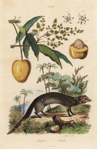 Indischer Grauer Mungo, Herpestes edwardsi 1 und Mango, Mangifera indica 2 von Unbekannt