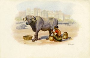 Indische Milchmädchen und Ochse