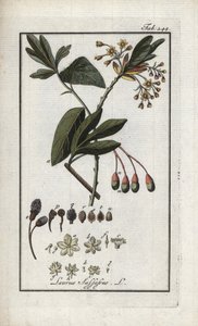 Irokesenlorbeer (Sassafras albidum). Lithographie aus „Afbeelding der Artseny-Gewassen“ von Johannes Zorn (1739-1799), Niederlande