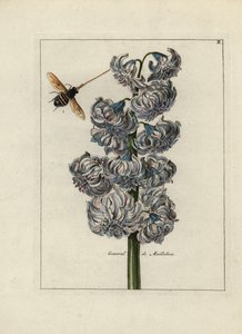 Hyazinthe (oder Hyazinthe), variete general von Maillebois, mit einer Biene - Lithographie zugeschrieben Paul Theodor van Brussel (1754-1795), Autor des Deckbouquets, oder A.Bres., beeinflusst von Nicolas Robert (1614-1685), veröffentlicht in Nederlandsch  von Unbekannter Künstler