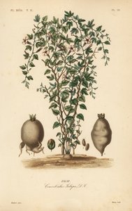 Jalape