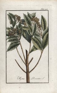 Jamaikapfeffer oder Viergewürz oder Nelkenpfeffer (Pimenta dioica). Lithographie aus „Afbeelding der Artseny-Gewassen“ von Johannes Zorn (1739-1799), Niederlande von Unbekannter Künstler