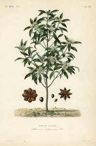 Japanischer Sternanis oder Heiliger Anisbaum, Illicium anisatum