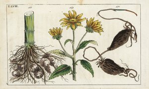 Topinambur (Helianthus tuberosus Wurzel) von Unbekannter Künstler