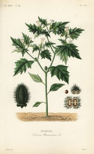Stechapfel, Datura stramonium