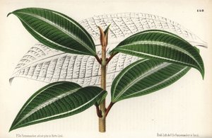Johnnyberry-Sorte, Miconia pulverulenta var trifasciata. Gezeichnet und chromolithographiert von P. de Pannemaeker aus Jean Linden