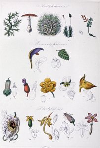 Jussieus Methode, um 1850